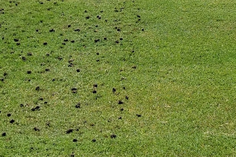 Wild Earth Top Dressing With ABS