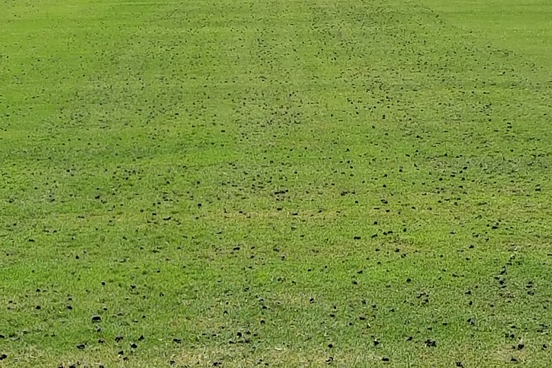 Wild Earth Top Dressing With ABS