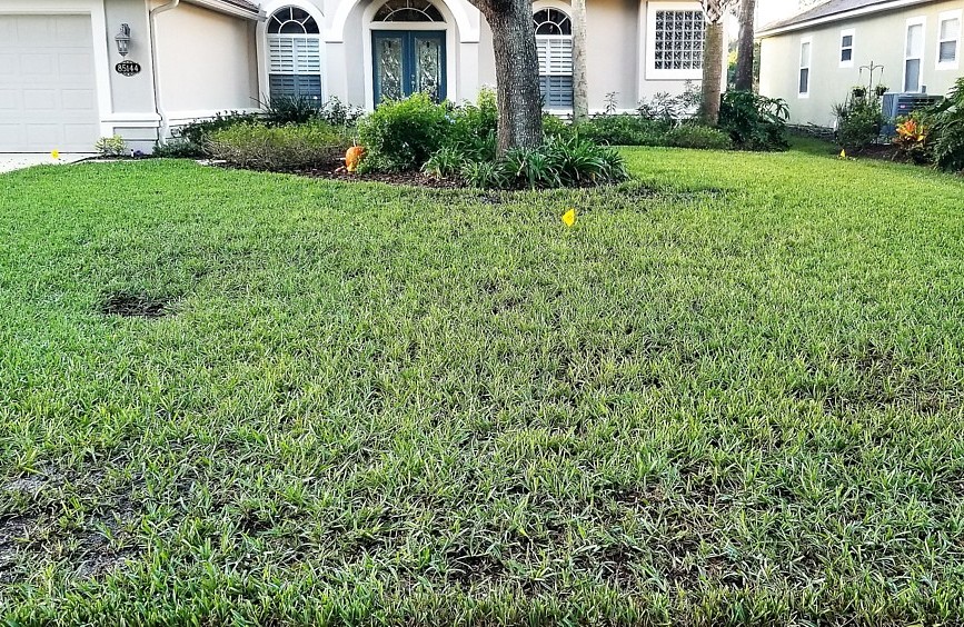 North Hampton Top Dressing